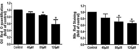schisandrin-b-fat-cells-2.gif
