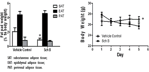 schisandrin-b-fat-cells-3.gif