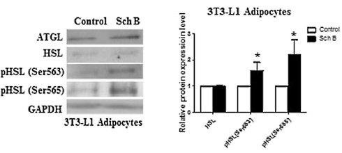 schisandrin-b-fat-cells-4.gif
