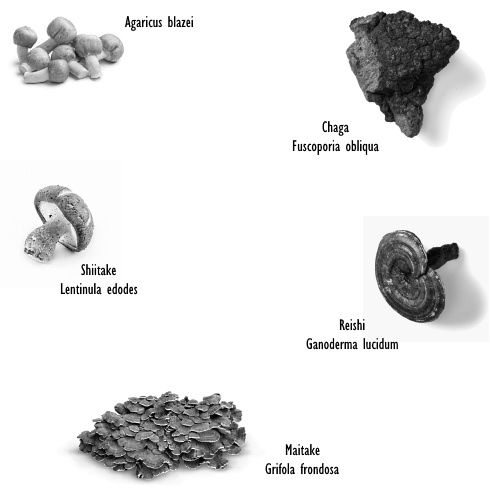shiitake-maitake-agaricus-chaga-reishi.jpg