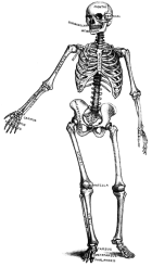skeleton.gif