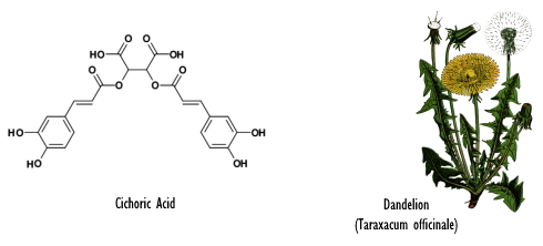 taraxacum-officinale-cichoric-acid.jpg