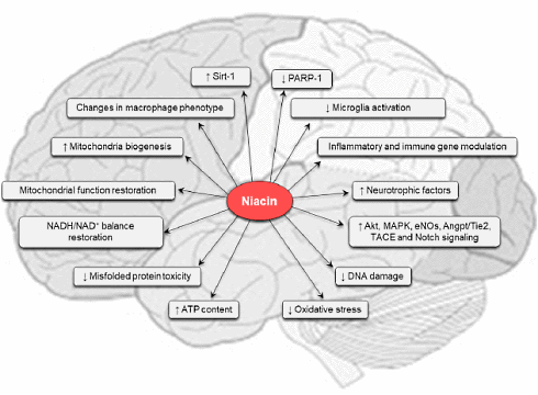 vitamin-b3-effects-brains.gif