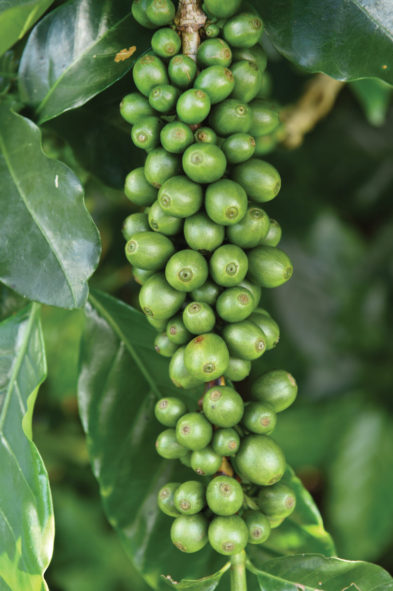 IM0117_FEAT_Supp_Thermogenic_GreenCoffeeBeans_01 IM0117_FEAT_Supp_Thermogenic_GreenCoffeeBeans_01